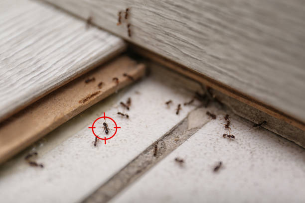 Best Emergency Pest Control  in Ashaway, RI