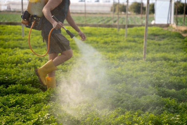 Best Local Pest Control Services  in Ashaway, RI
