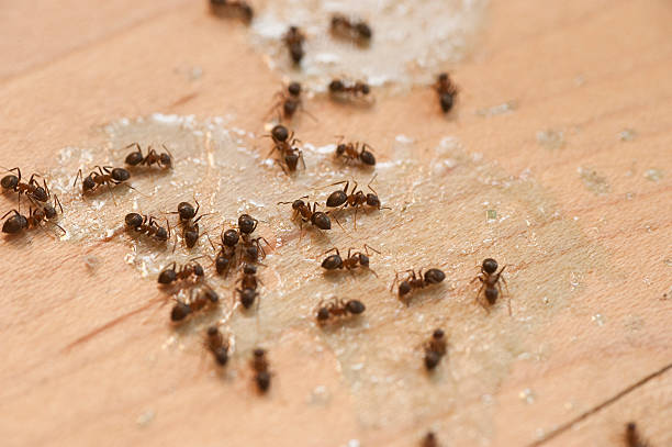 Best Bed Bug Extermination  in Ashaway, RI